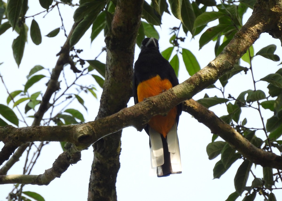 White-tailed Trogon - ML612864203