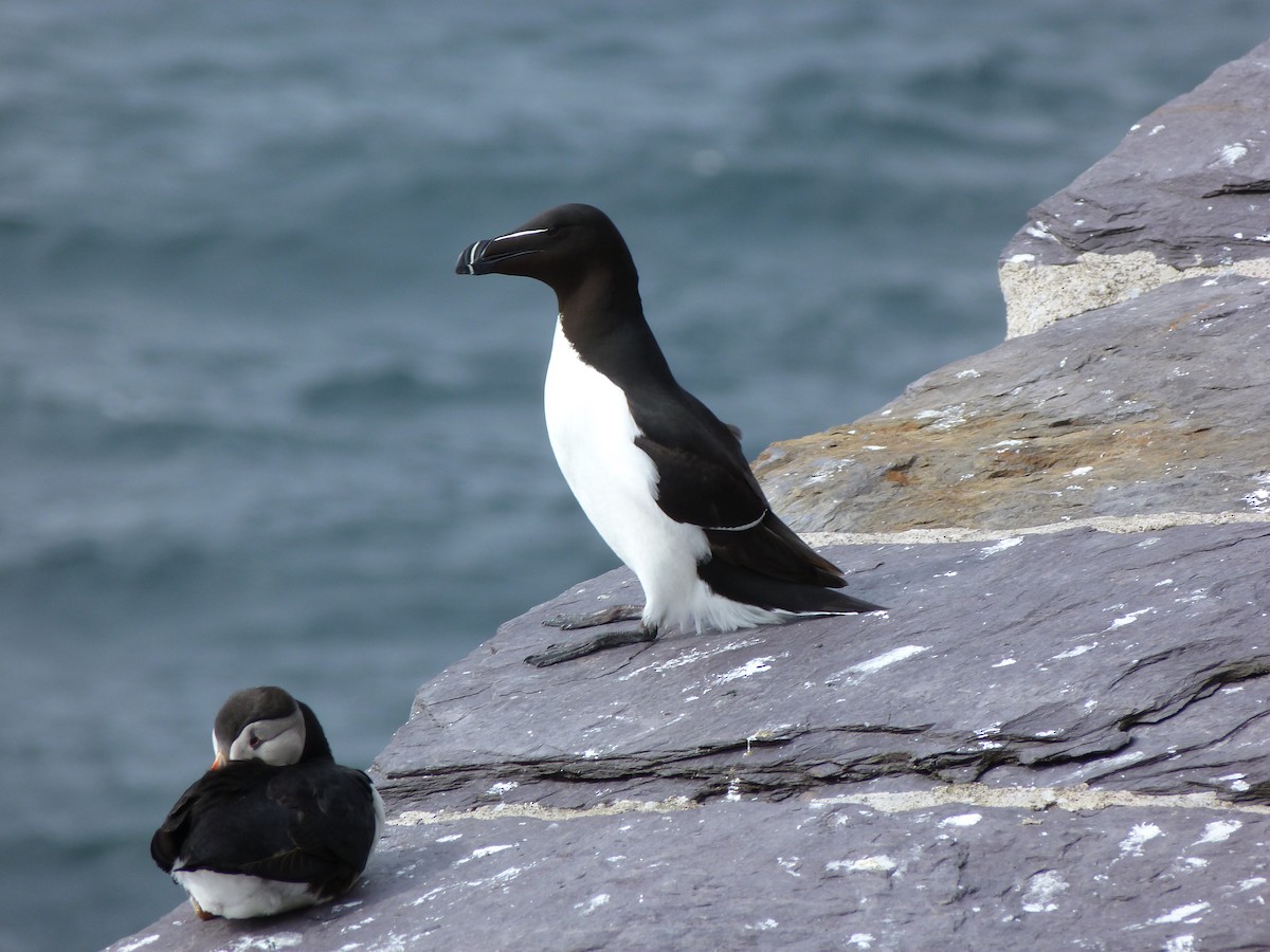 Razorbill - ML61286421