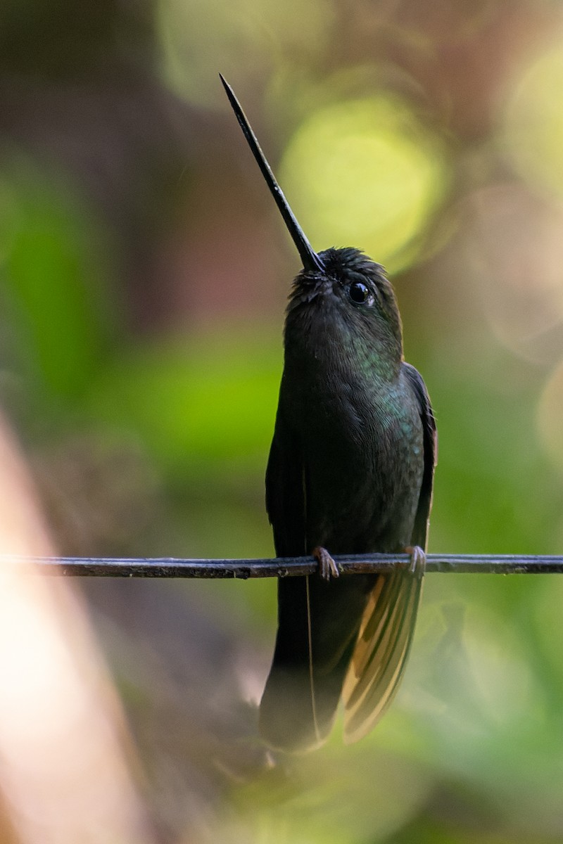 Green-fronted Lancebill - ML612864212