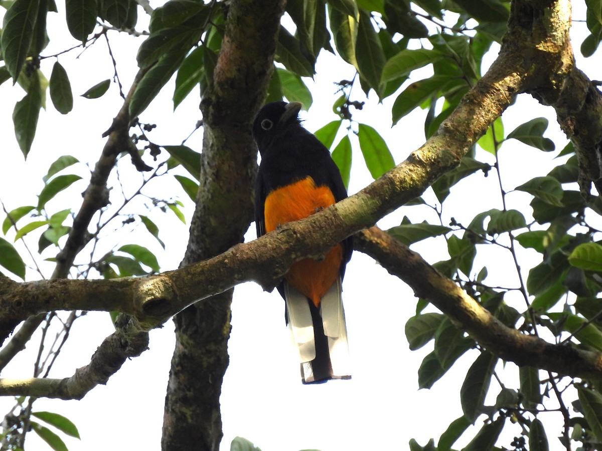 White-tailed Trogon - ML612864249