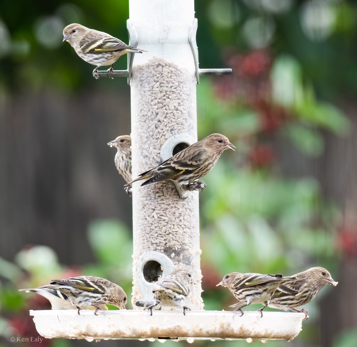 Pine Siskin - Ken Ealy