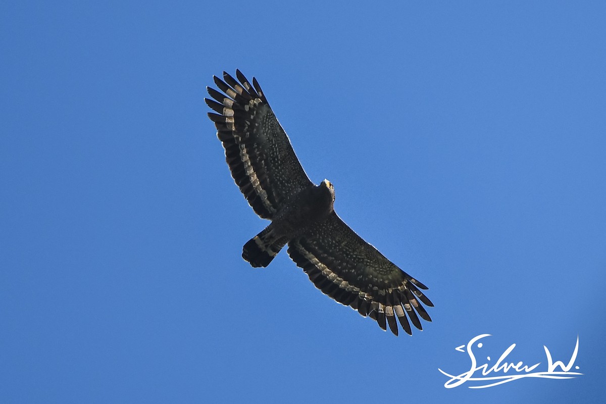 Crested Serpent-Eagle - ML612864352