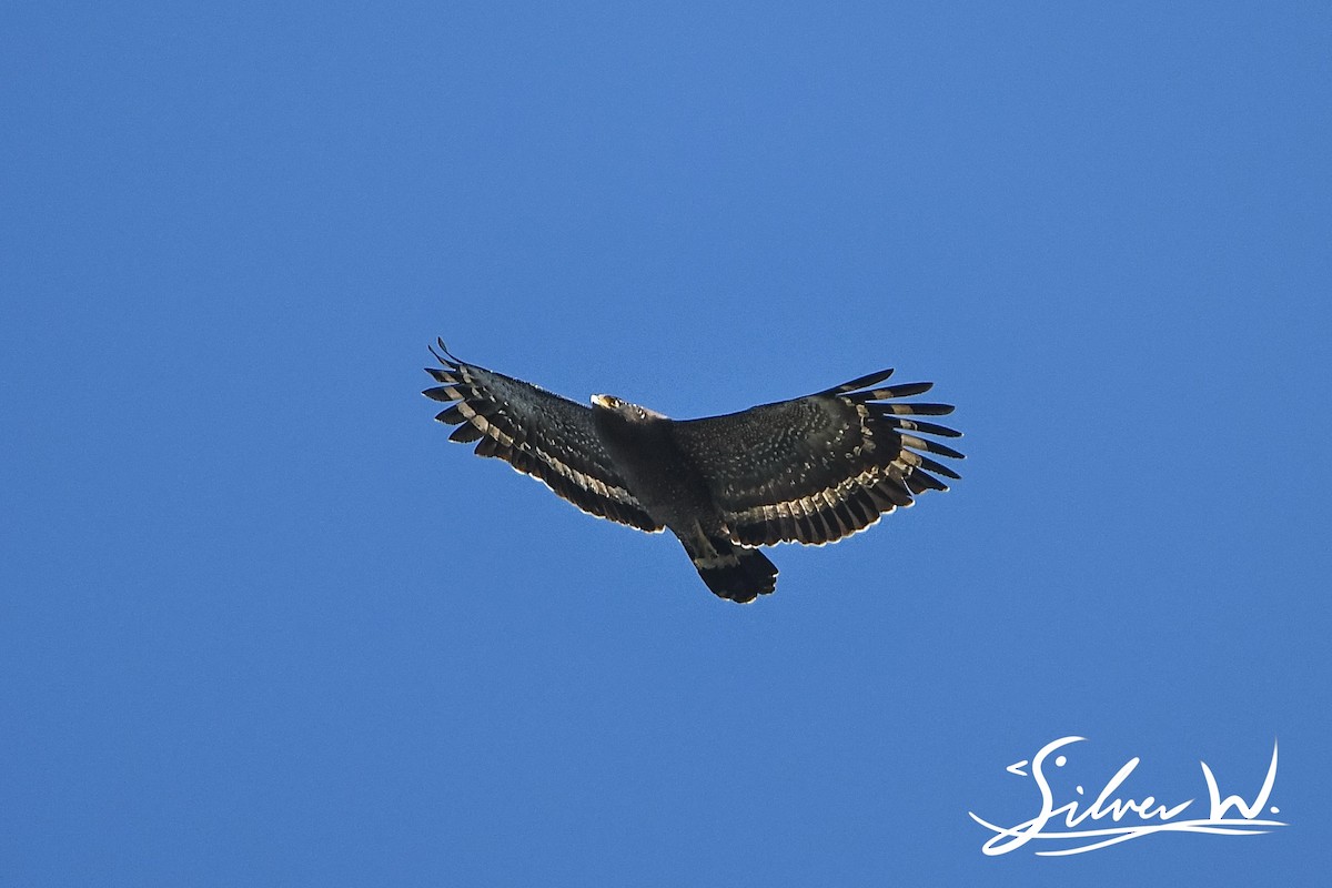 Crested Serpent-Eagle - ML612864353