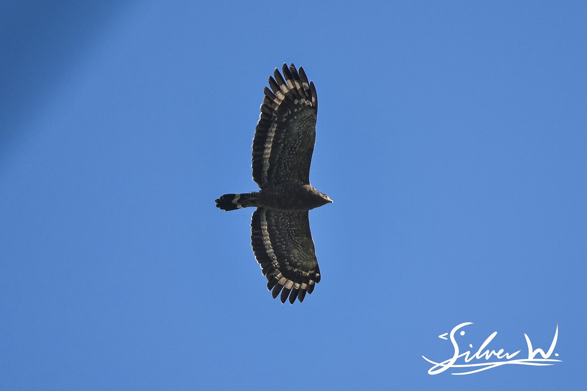 Crested Serpent-Eagle - ML612864354