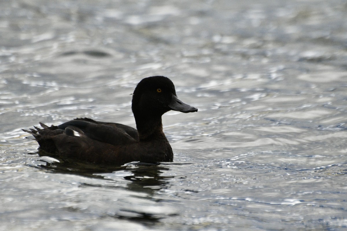 New Zealand Scaup - ML612864358