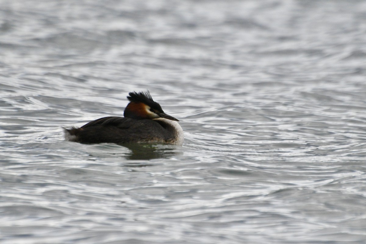 Great Crested Grebe - ML612864362