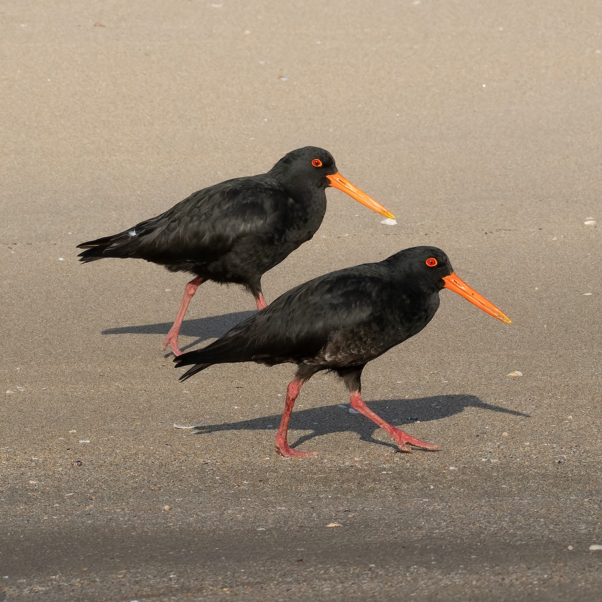 Variable Oystercatcher - Ashley Anderson