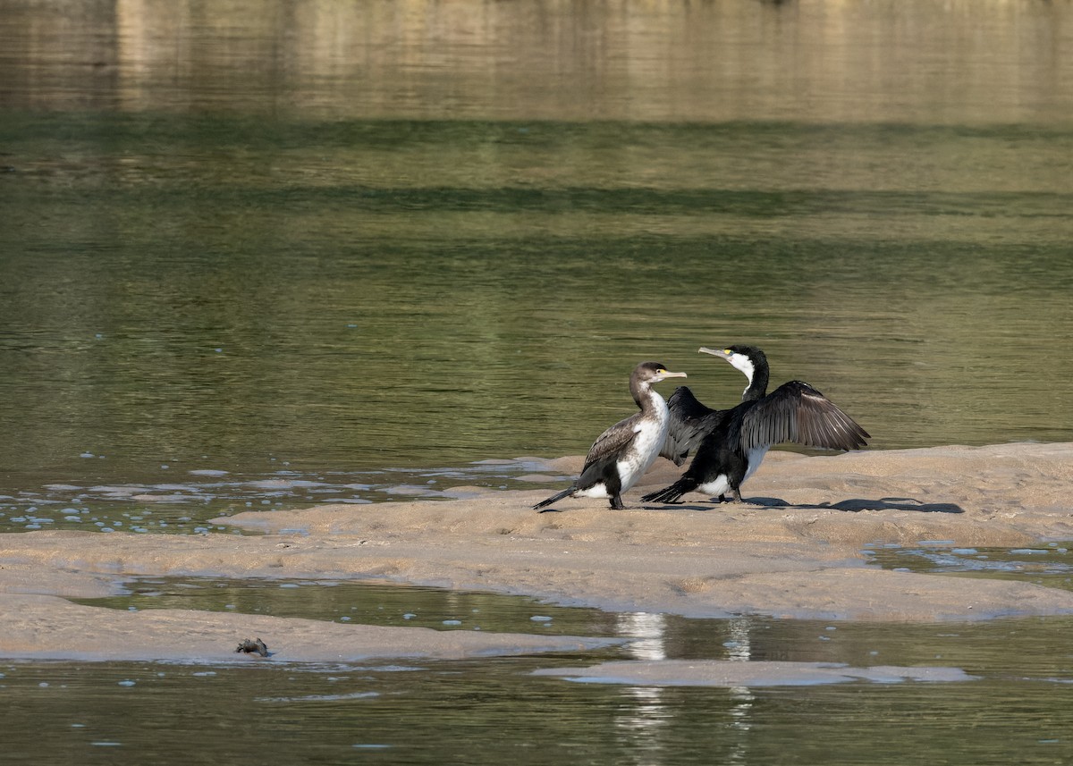 Cormorán Pío - ML612864449