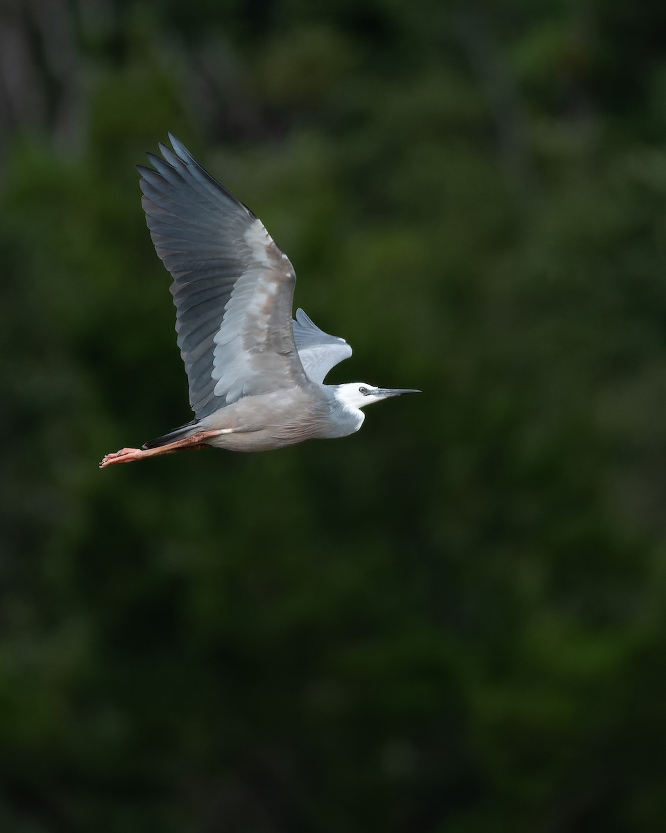 White-faced Heron - ML612864451