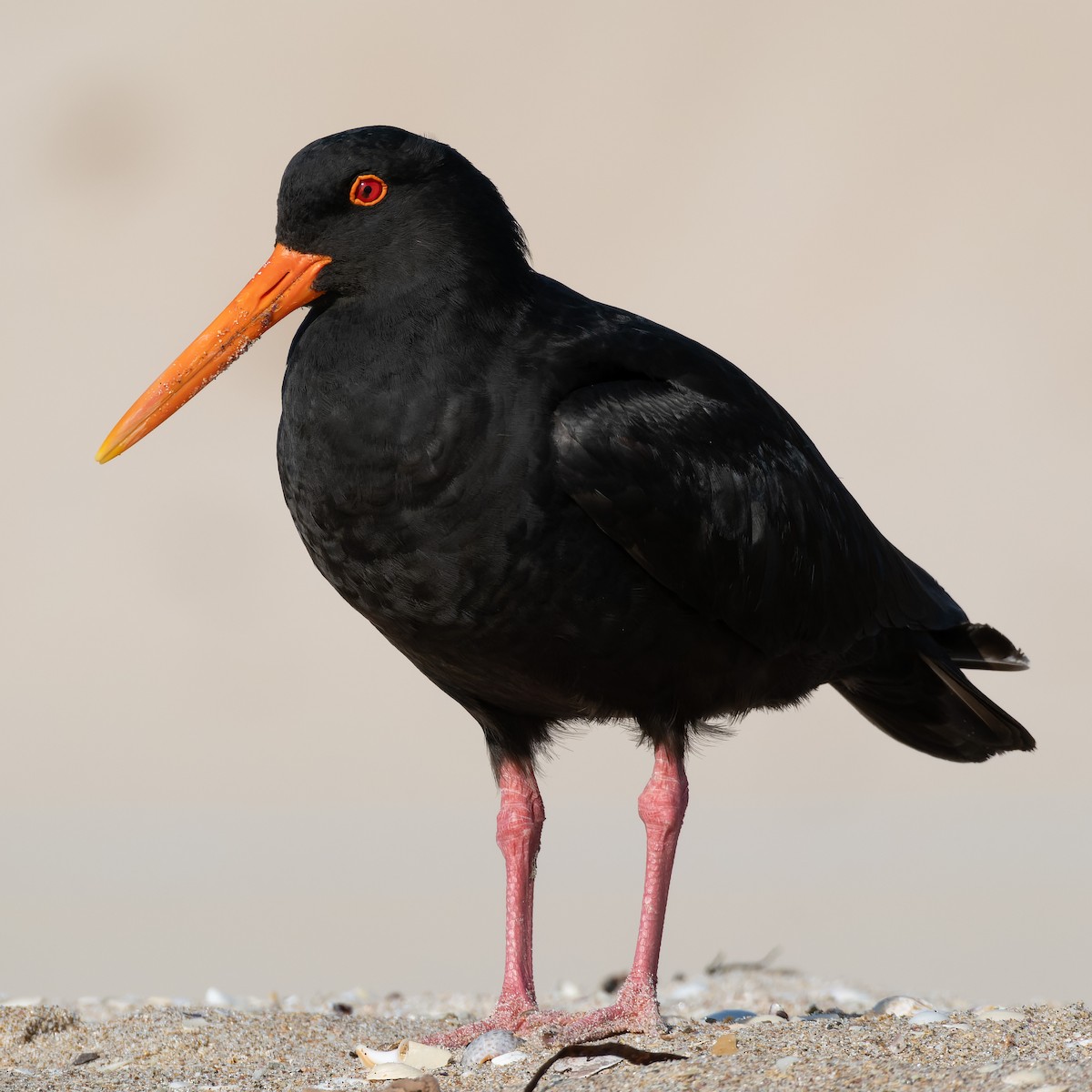 Variable Oystercatcher - ML612864454