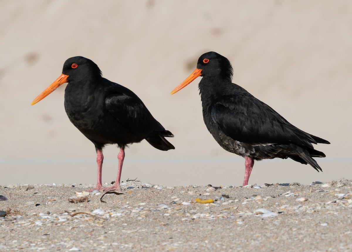 Variable Oystercatcher - ML612864455