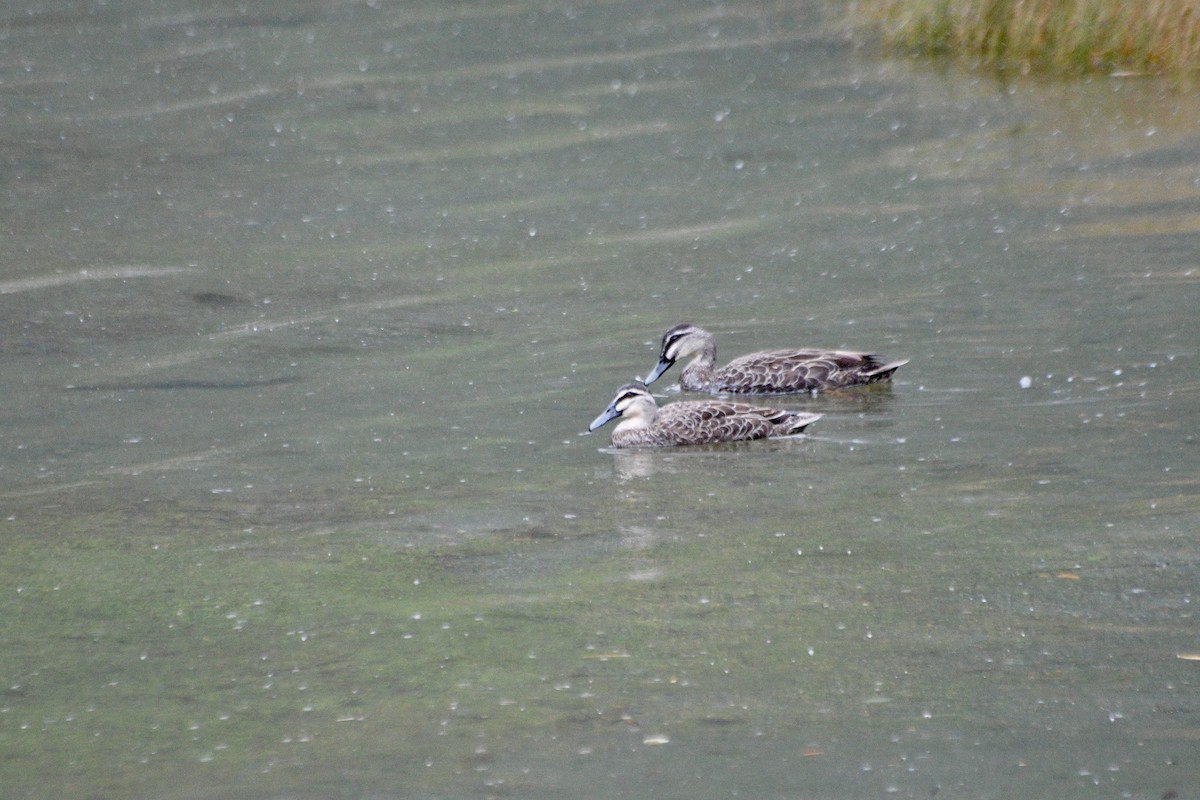 Mallard x Pacific Black Duck (hybrid) - ML612864490