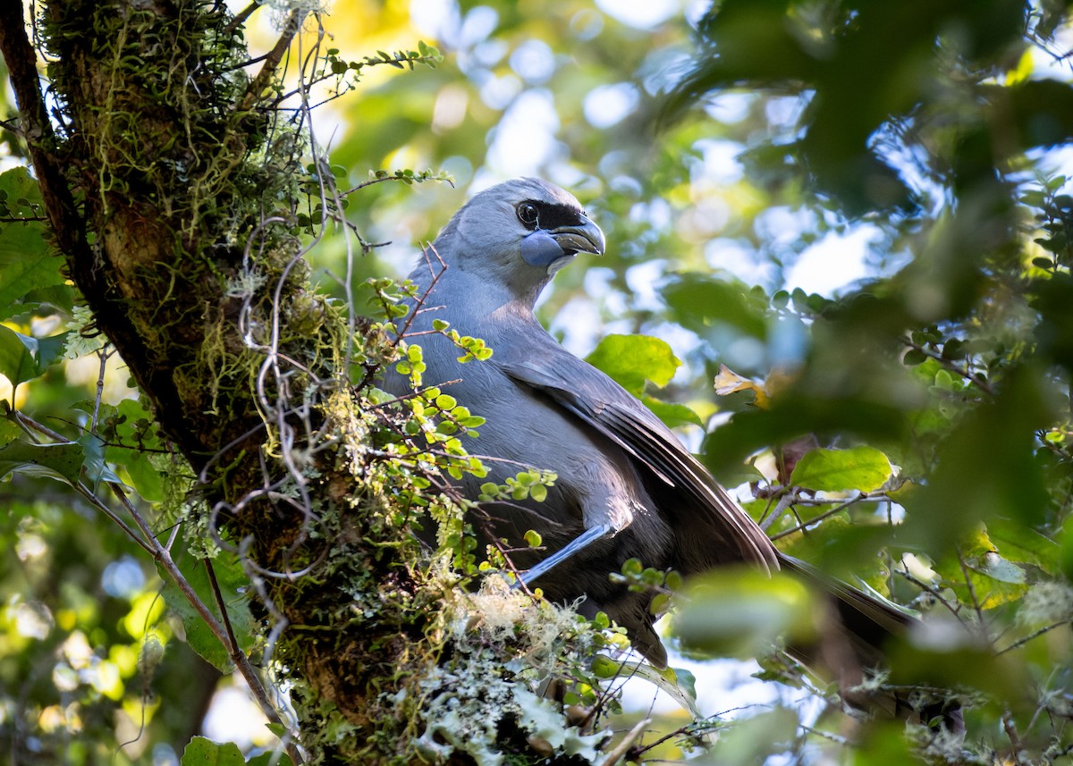 North Island Kokako - ML612864496