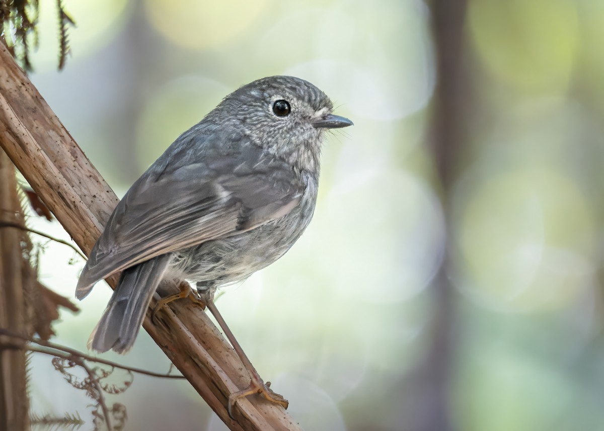 North Island Robin - Ashley Anderson