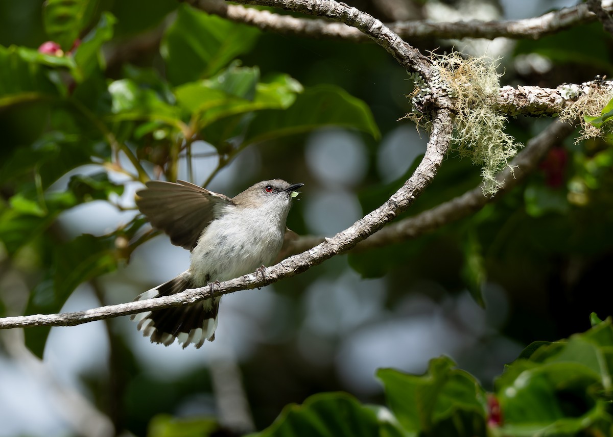 Gray Gerygone - ML612864514