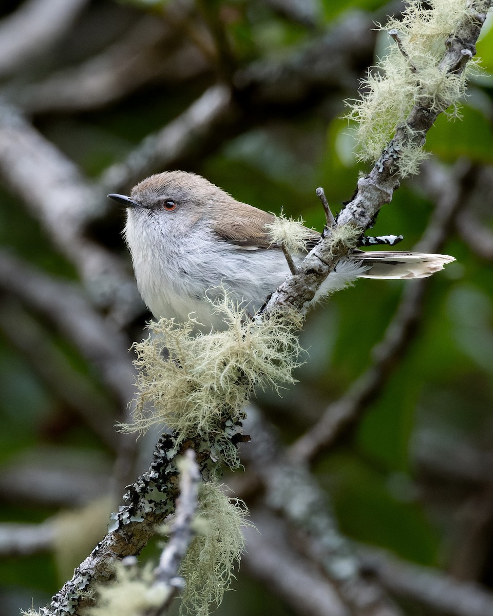 Gray Gerygone - ML612864515