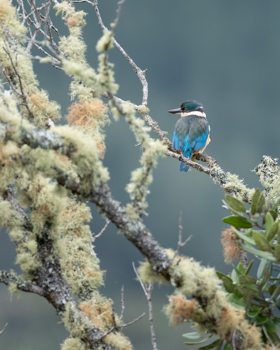Sacred Kingfisher (New Zealand) - ML612864523
