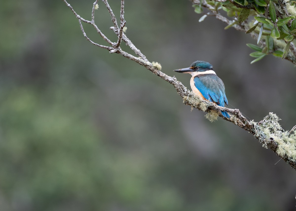 Sacred Kingfisher (New Zealand) - ML612864524