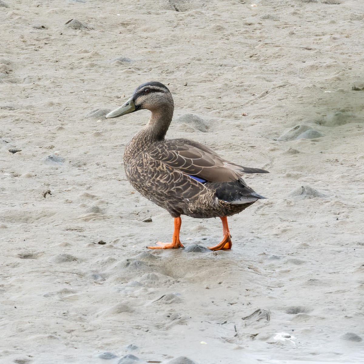 Mallard x Pacific Black Duck (hybrid) - Ashley Anderson