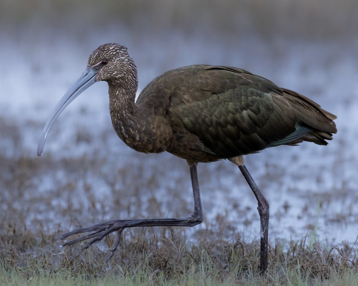 Ibis à face blanche - ML612864537