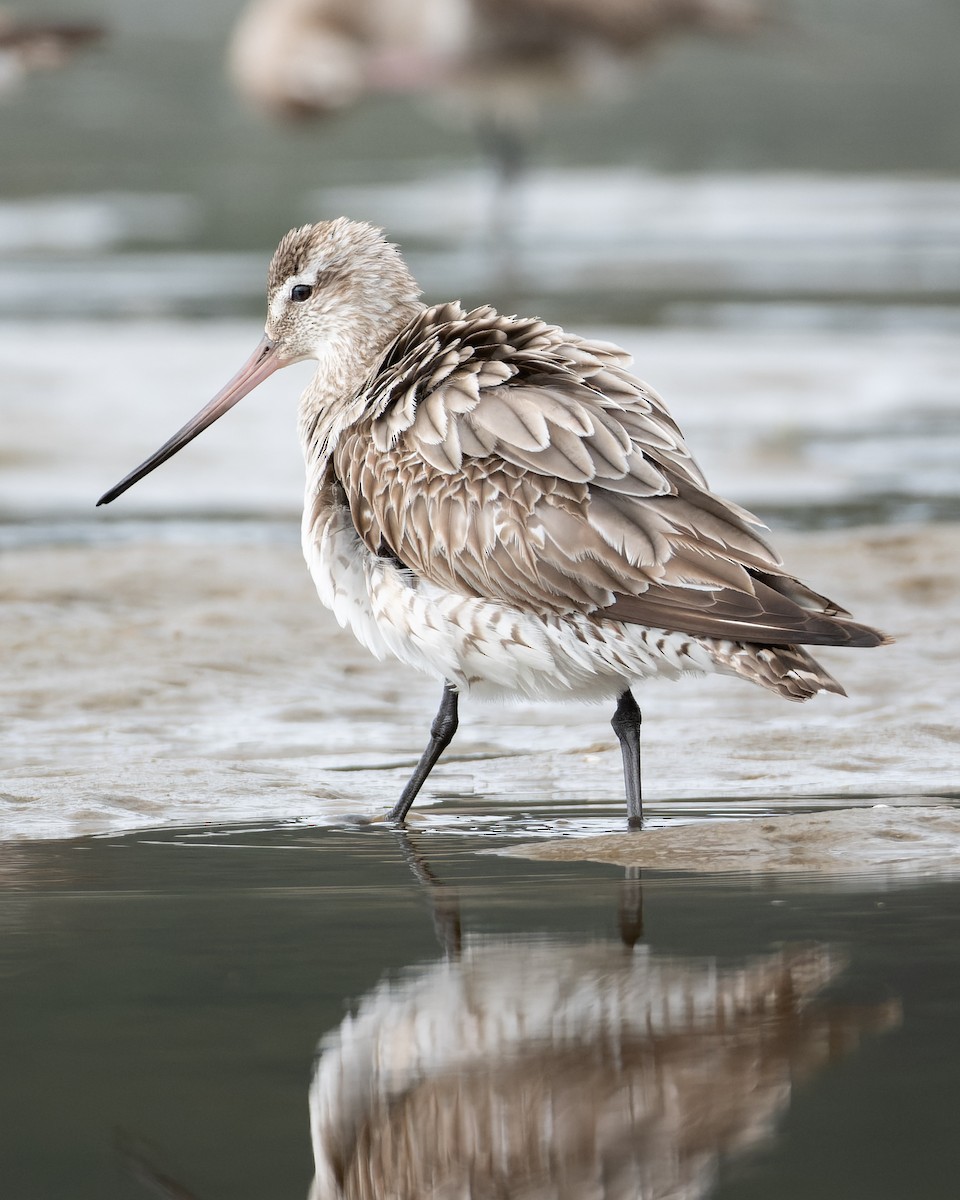 Bar-tailed Godwit - ML612864564