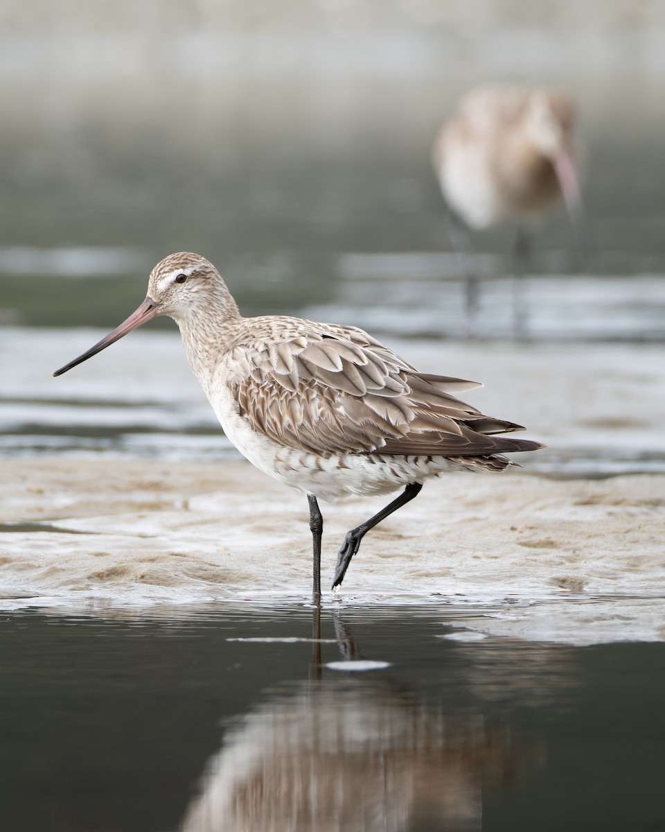 Bar-tailed Godwit - ML612864565