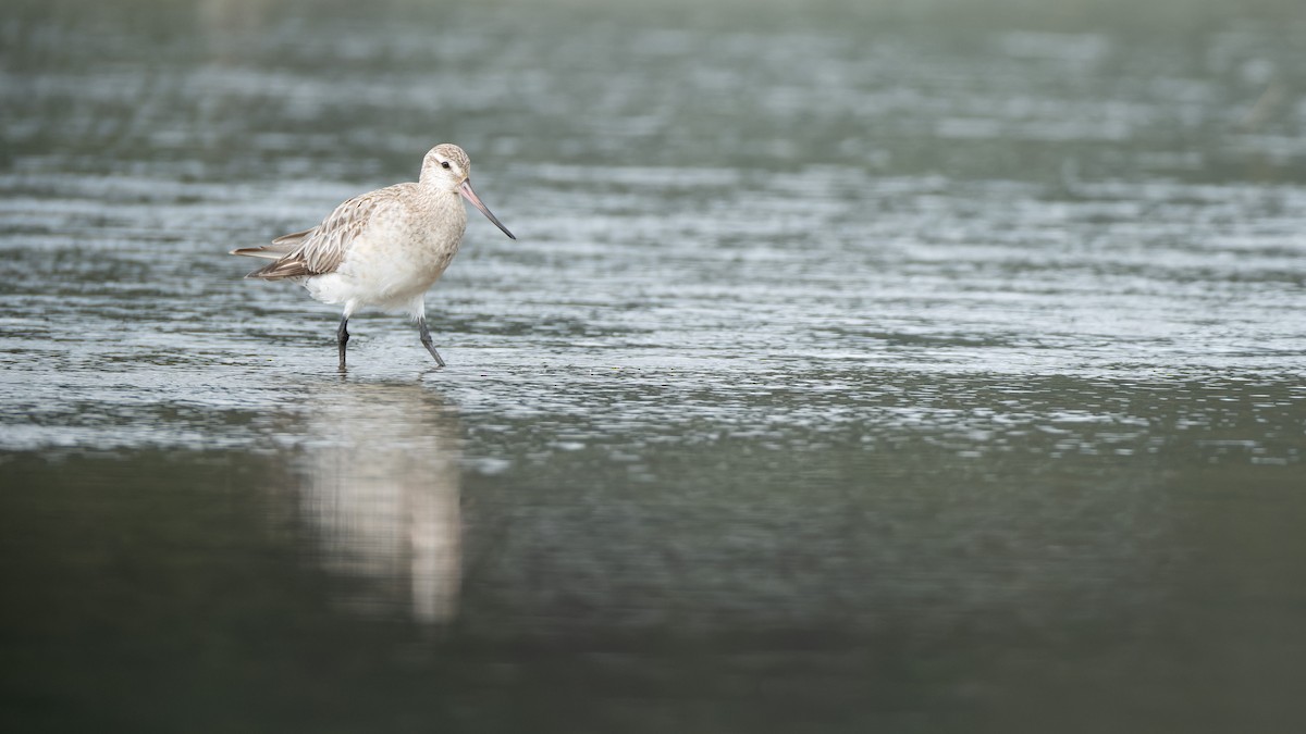 Bar-tailed Godwit - Ashley Anderson