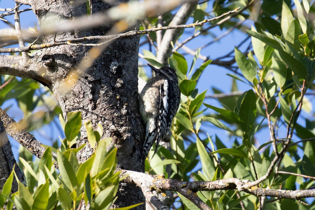 Yellow-bellied Sapsucker - ML612864627