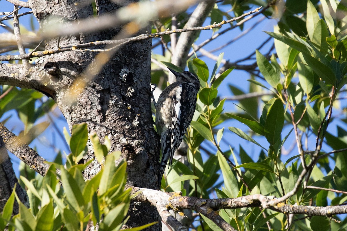 Yellow-bellied Sapsucker - ML612864630