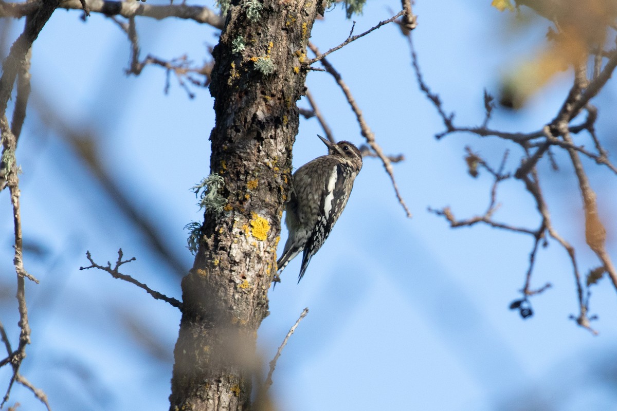 Yellow-bellied Sapsucker - Vicens Vila