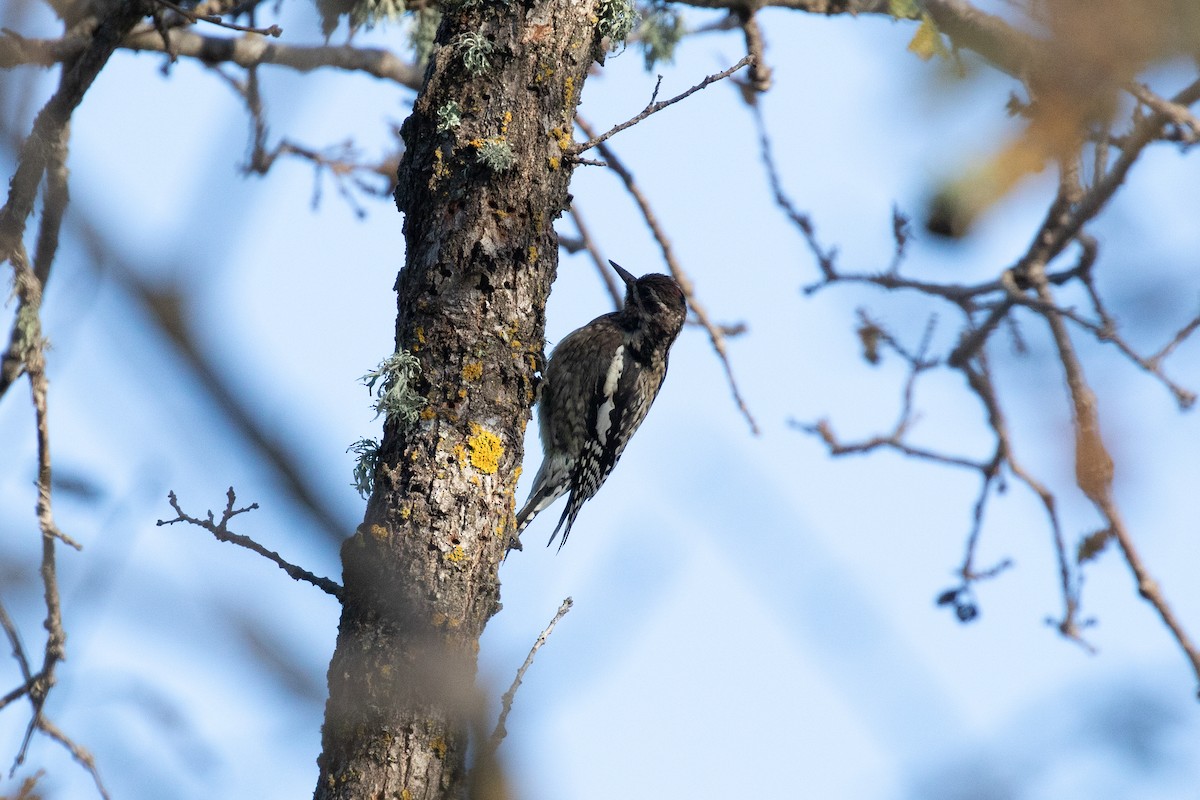 Yellow-bellied Sapsucker - Vicens Vila