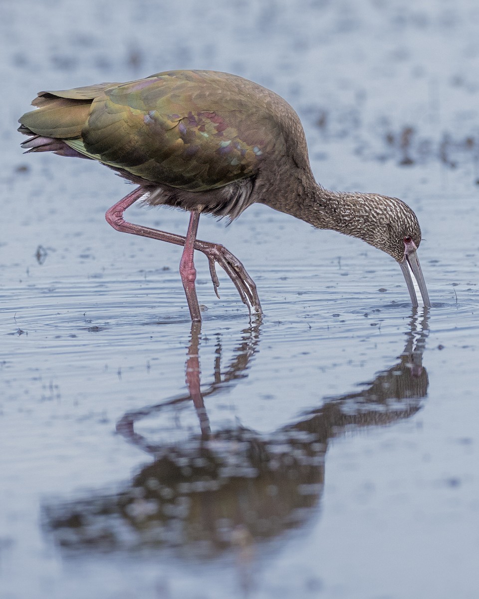 White-faced Ibis - ML612864639