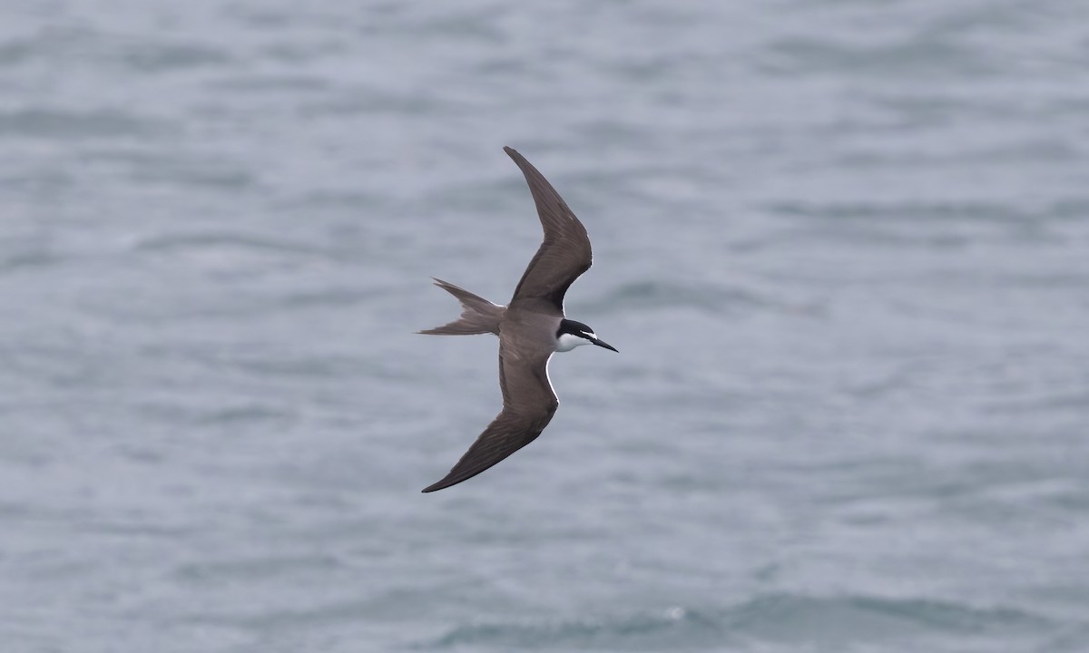 Bridled Tern - Paul Fenwick