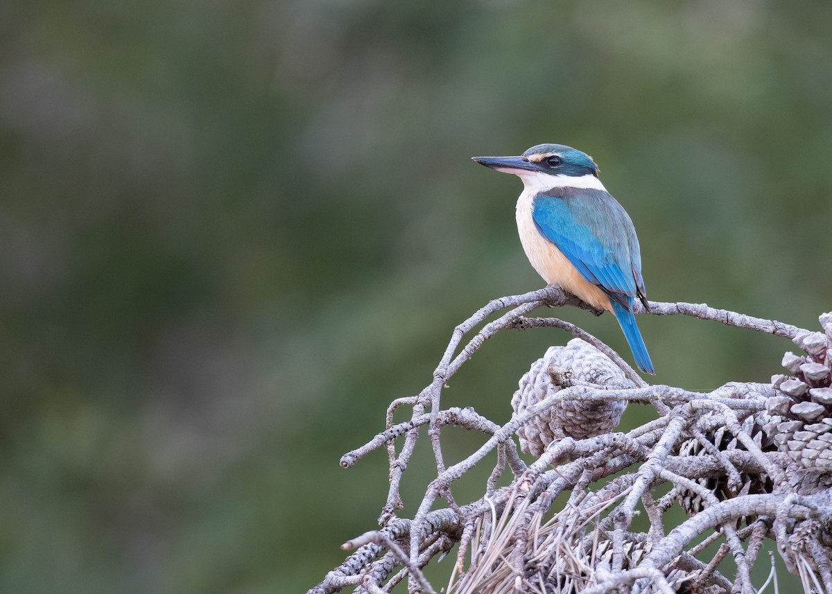 Sacred Kingfisher (New Zealand) - ML612864690