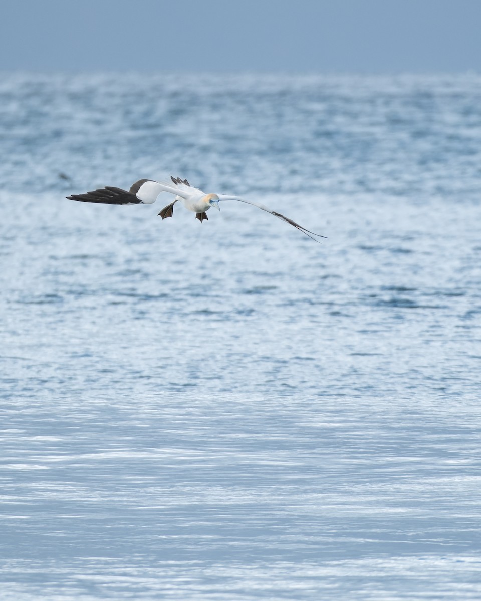 Australasian Gannet - Ashley Anderson