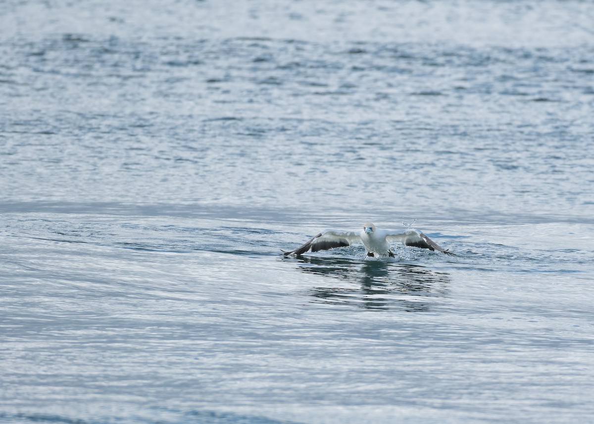 Australasian Gannet - ML612864695