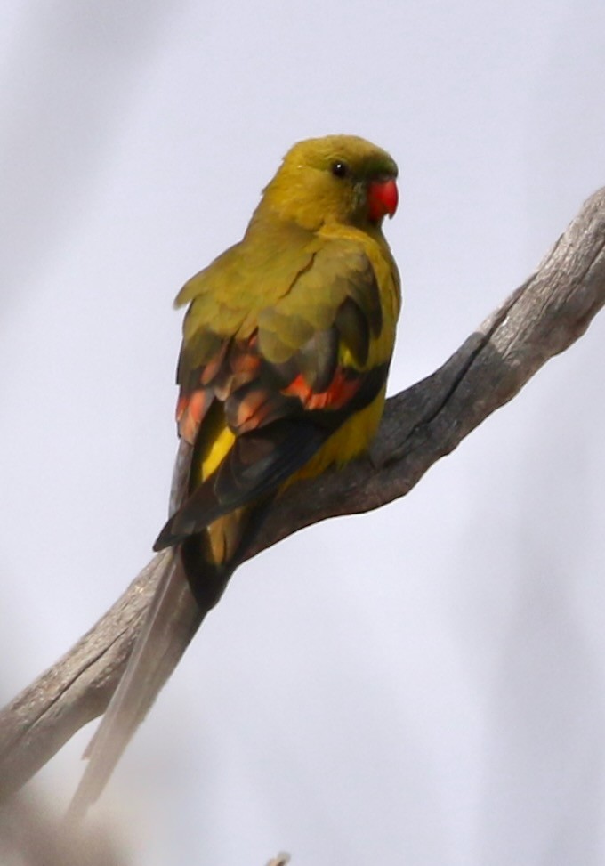 papouškovec žlutokřídlý - ML612864760