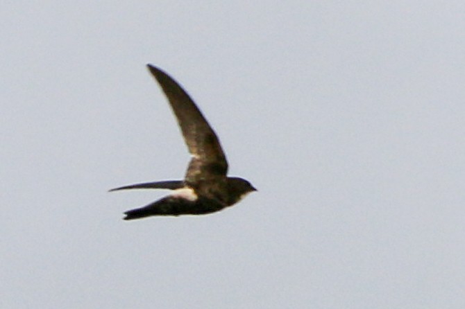 Little Swift - ML612864765