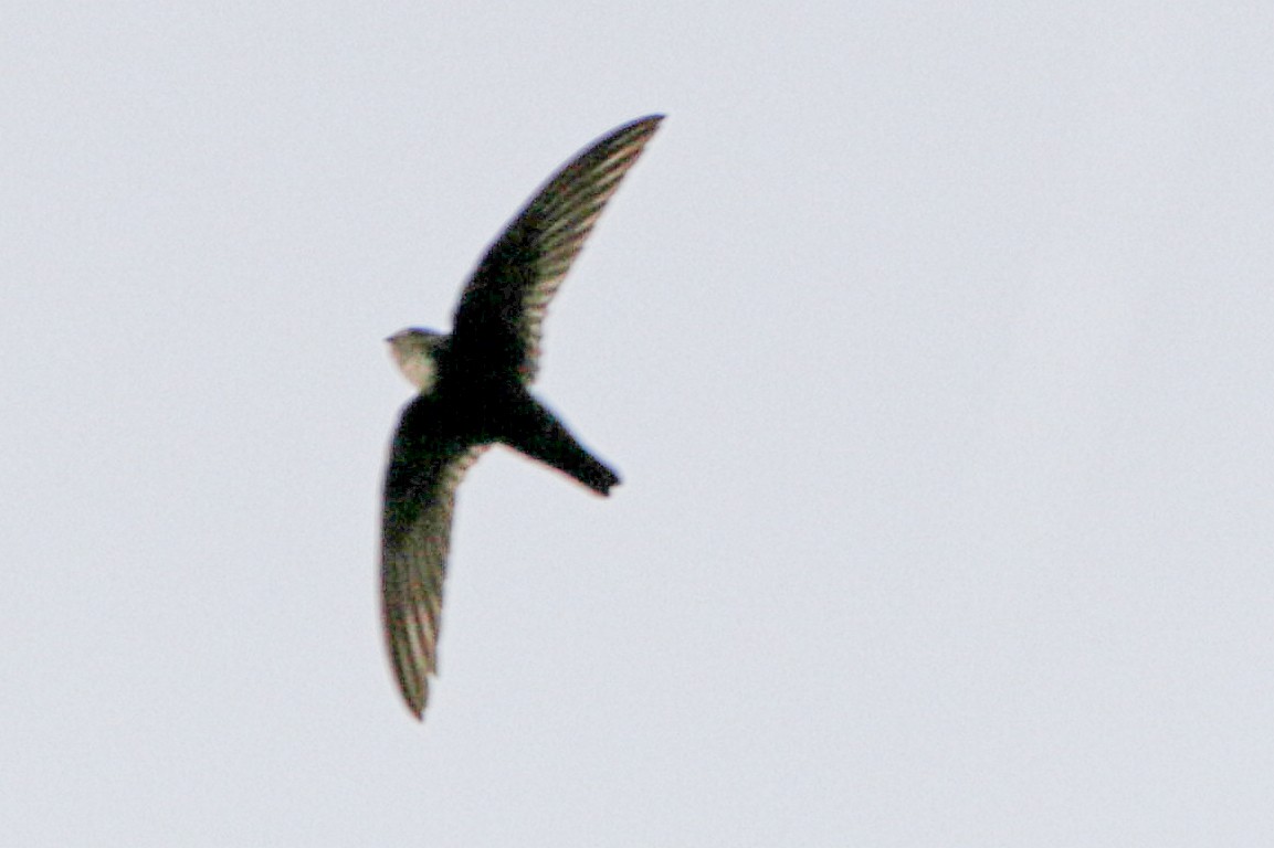 Little Swift - ML612864767