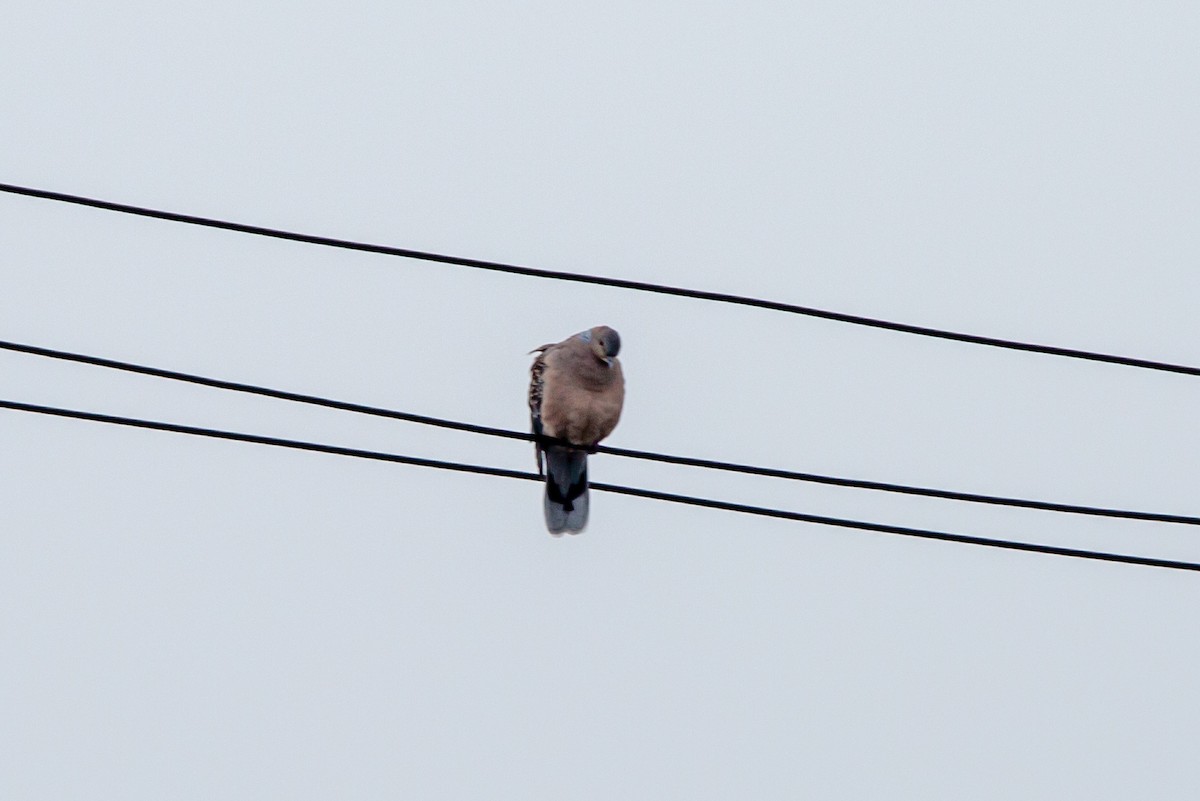 Oriental Turtle-Dove - ML612864847