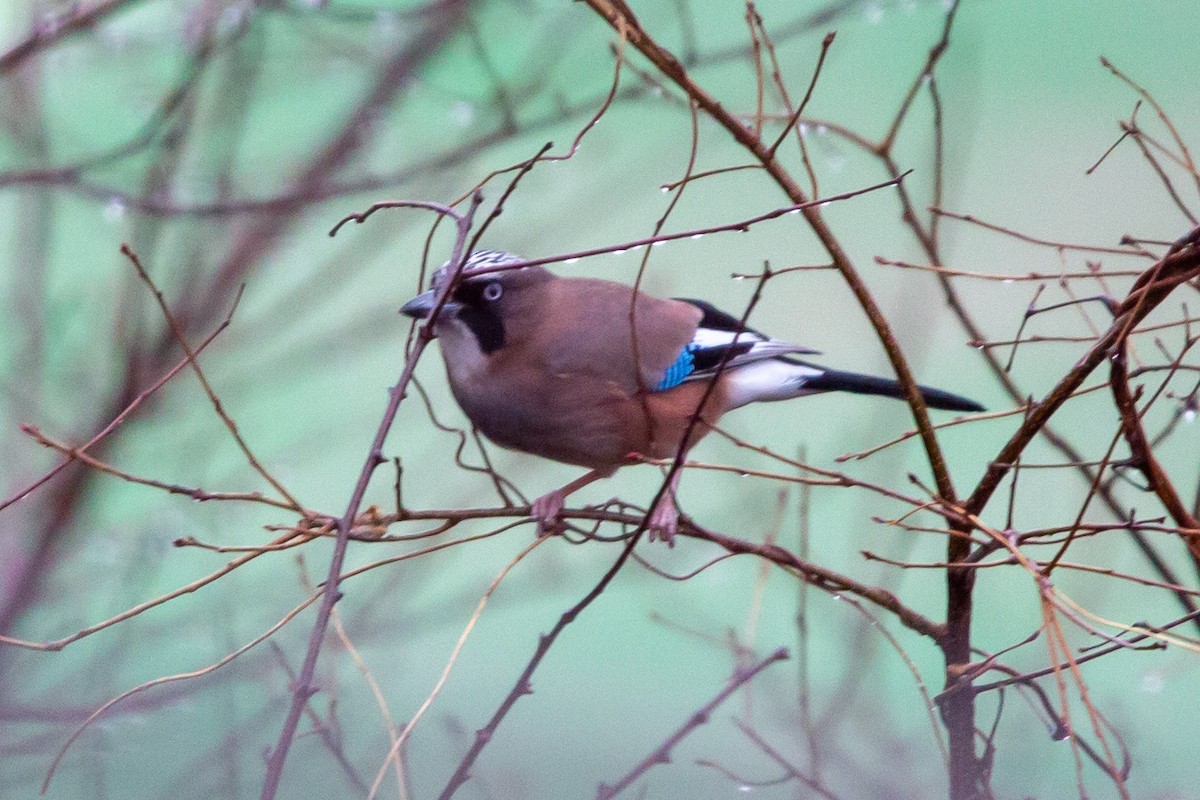 Eurasian Jay - manabu kimura