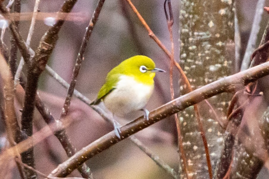 Warbling White-eye - ML612864872