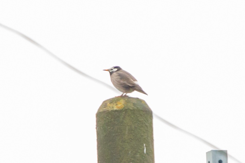 White-cheeked Starling - ML612864873