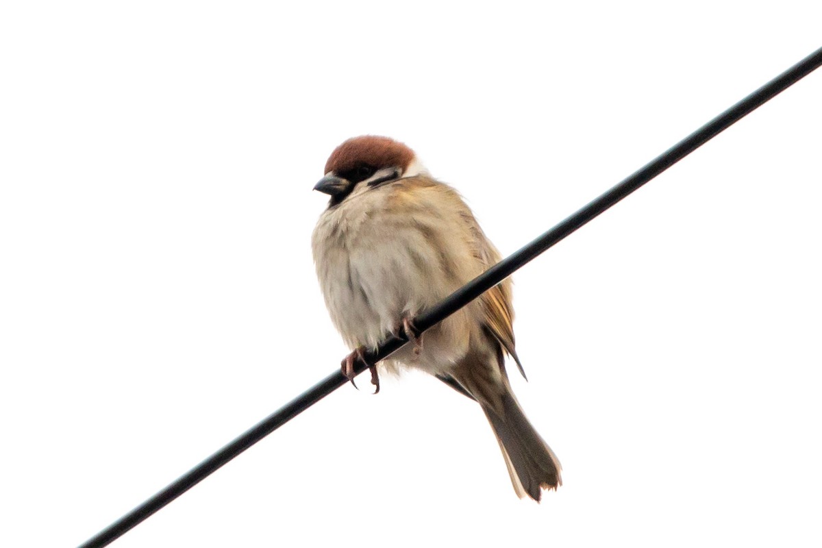 Eurasian Tree Sparrow - ML612864883