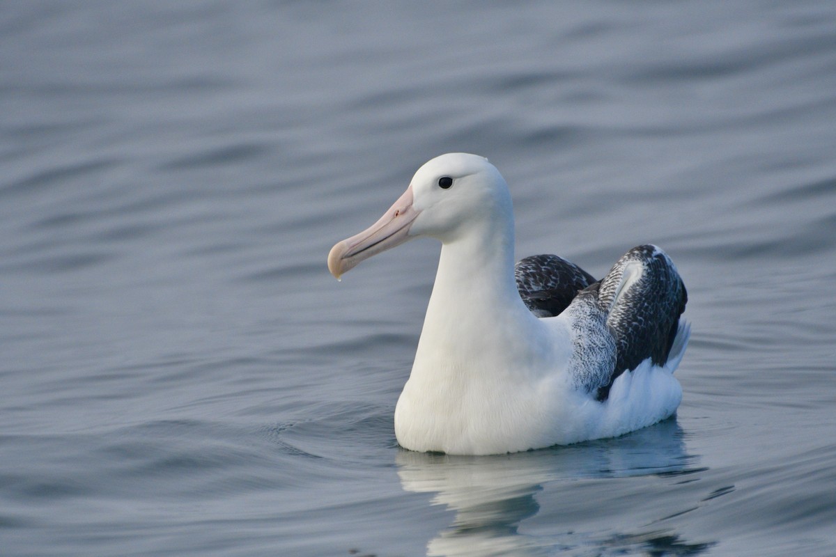 albatros královský - ML612864904