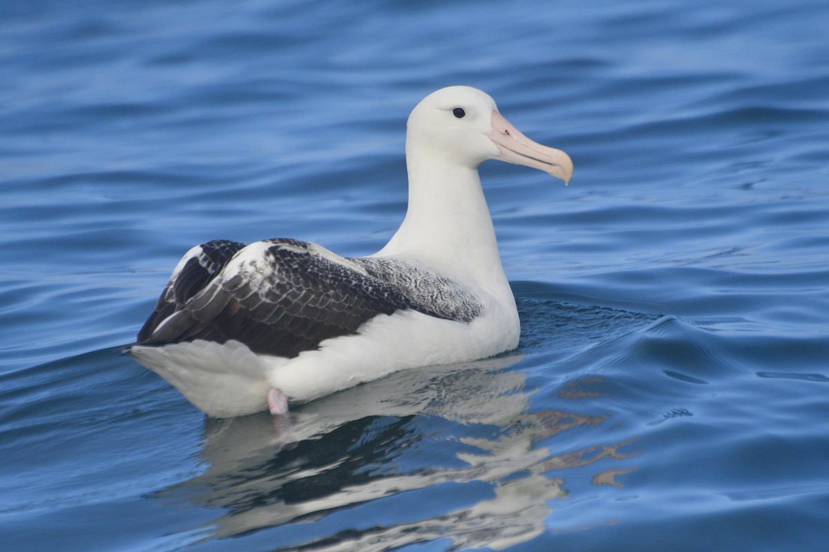 albatros královský - ML612864905