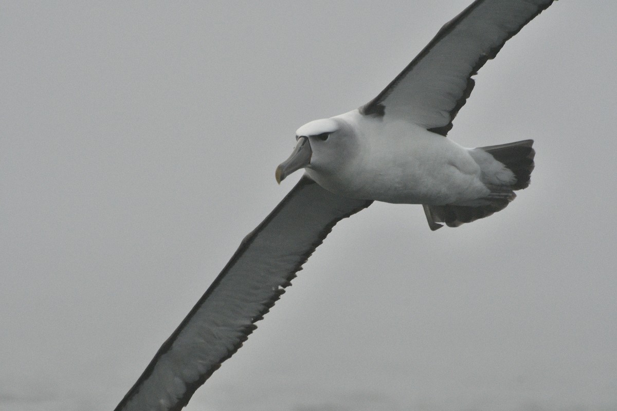 Albatros à cape blanche - ML612864909