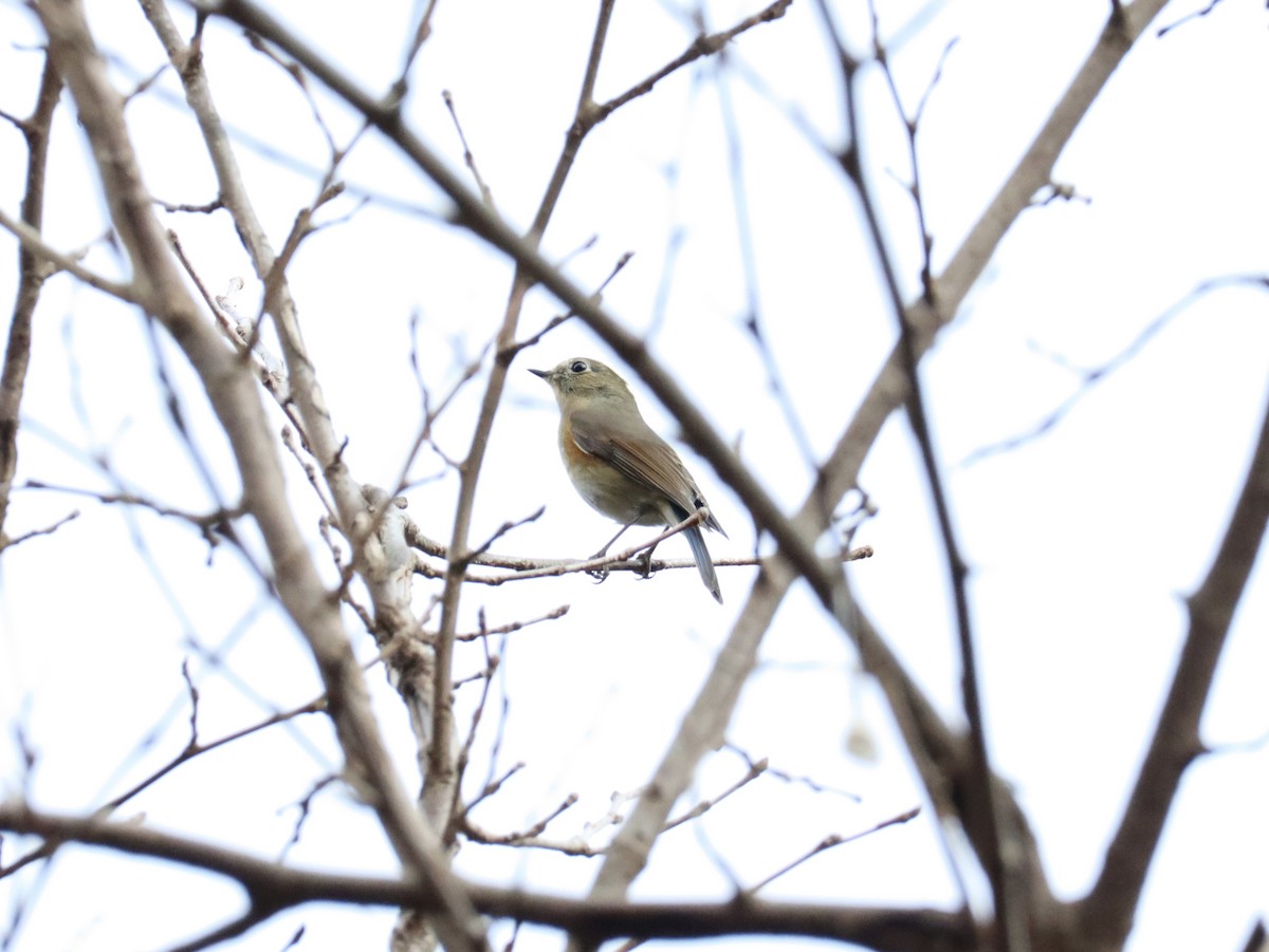 Red-flanked Bluetail - ML612864997