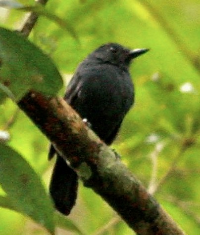 Riparian Antbird - ML612865034