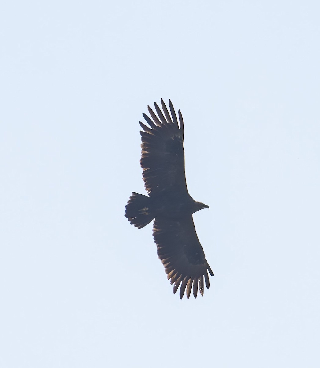 Greater Spotted Eagle - Mohammed Sayeer